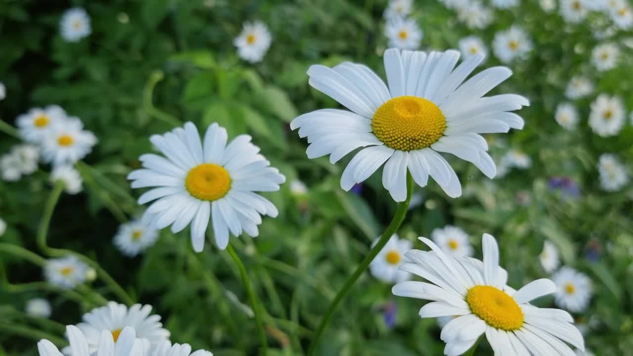 一组白色和黄色的雏菊在绿色的草地背景。视频素材