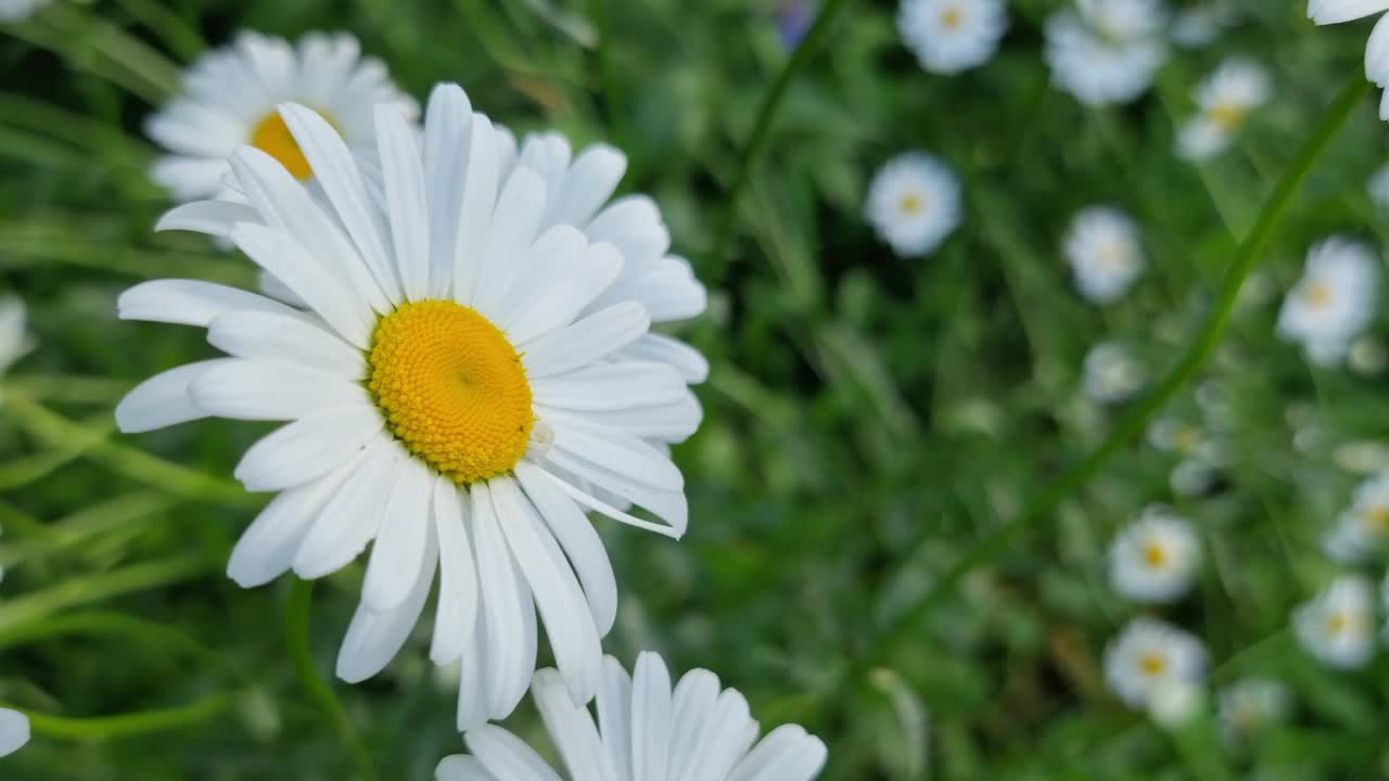 雏菊在其他花朵的背景下的特写。视频下载