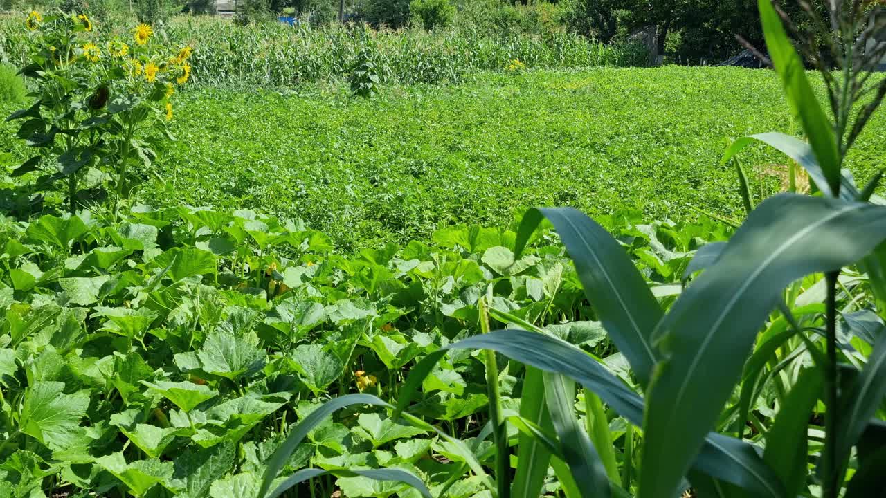 农田，有各种植物的菜园。视频下载