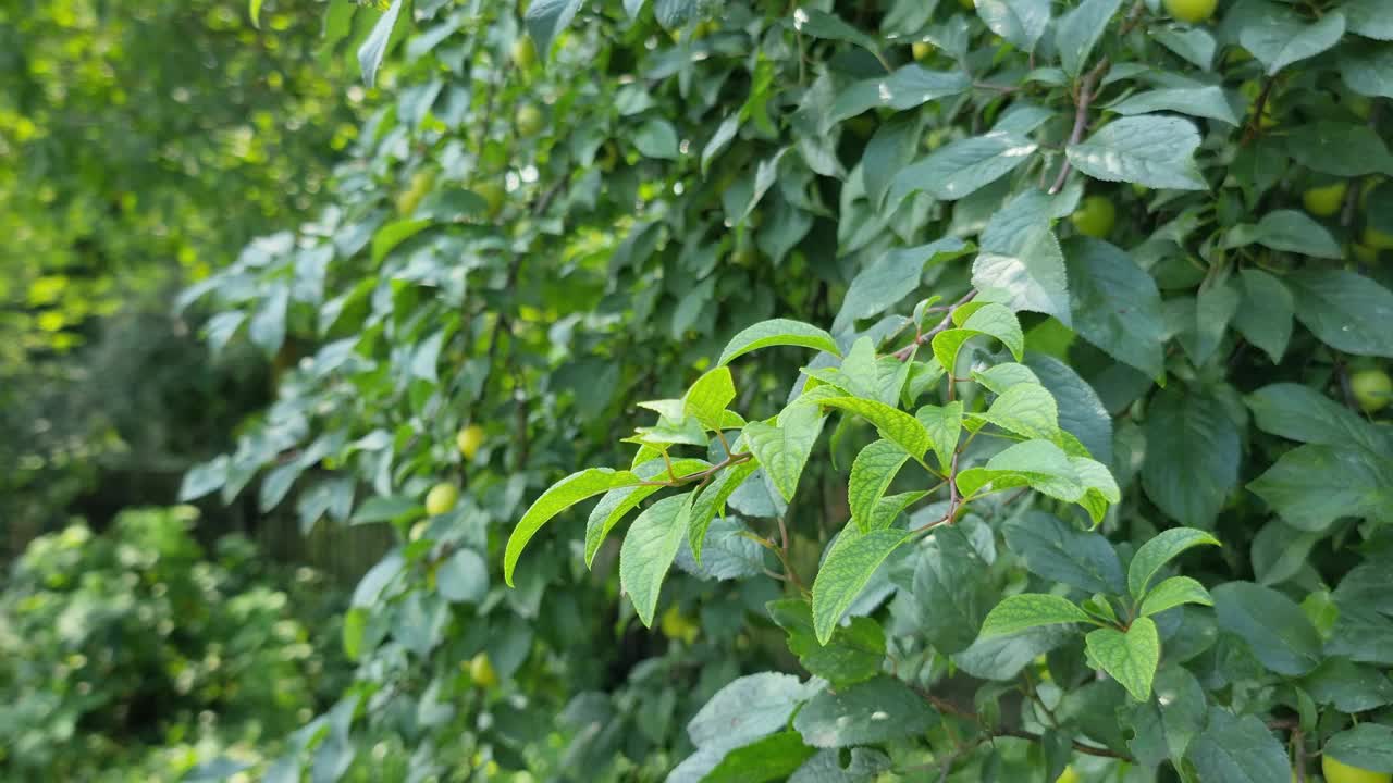 花园里茂密的绿色植被。视频素材