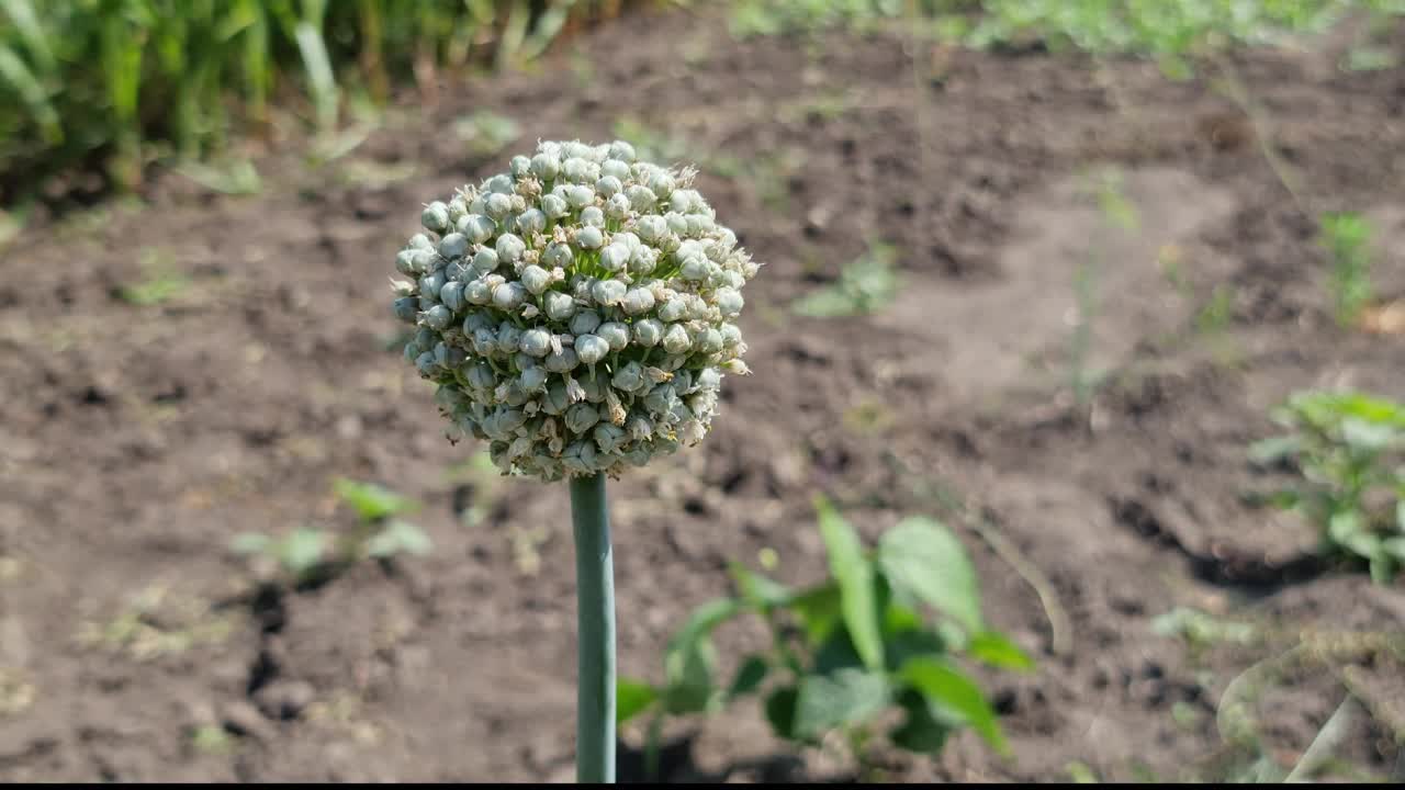 开花的洋葱植物的背景是被花园侵蚀的土壤。视频下载