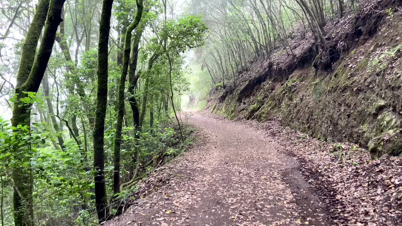 穿过雾蒙蒙的月桂林中的路。西班牙加那利群岛特内里费岛埃尔霍斯的Laurisilva雨林中有古老的绿色苔藓树。视频下载