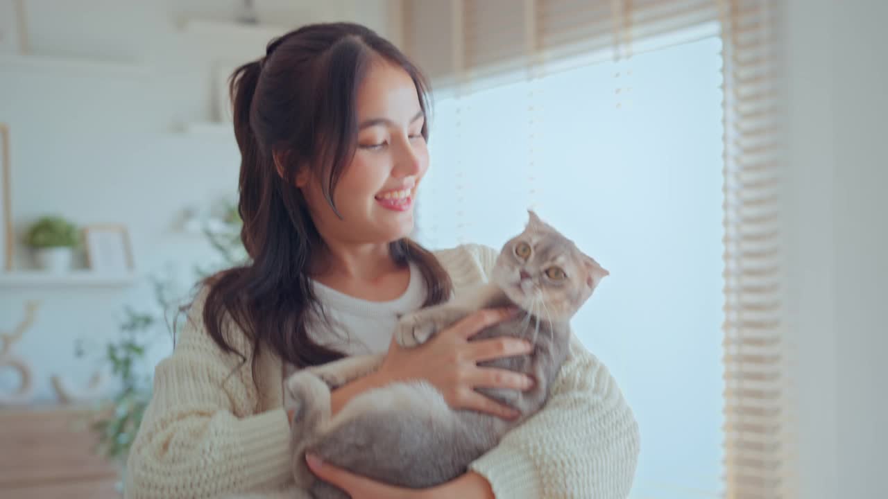 快乐的亚洲女人在客厅玩苏格兰折耳猫，快乐的家养动物在家里，猫和主人在一起，最好的朋友。爱护动物视频下载