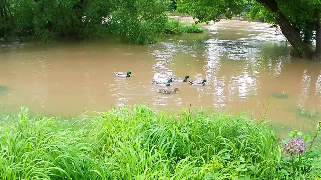 一群绿头鸭在被洪水淹没的公园里游泳视频下载