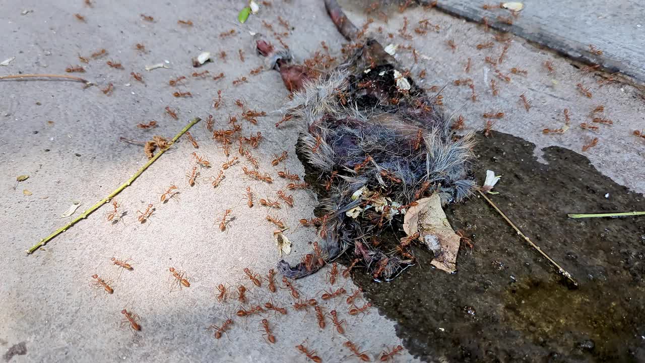 织布蚁(Oecophylla smaragdina)正在水泥路上吃死老鼠的尸体视频下载