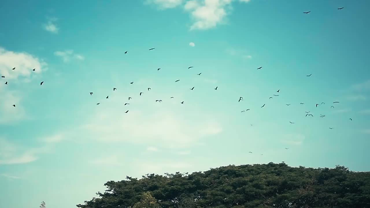 在一个晴朗的下午，一群蝙蝠在蓝天上盘旋视频下载