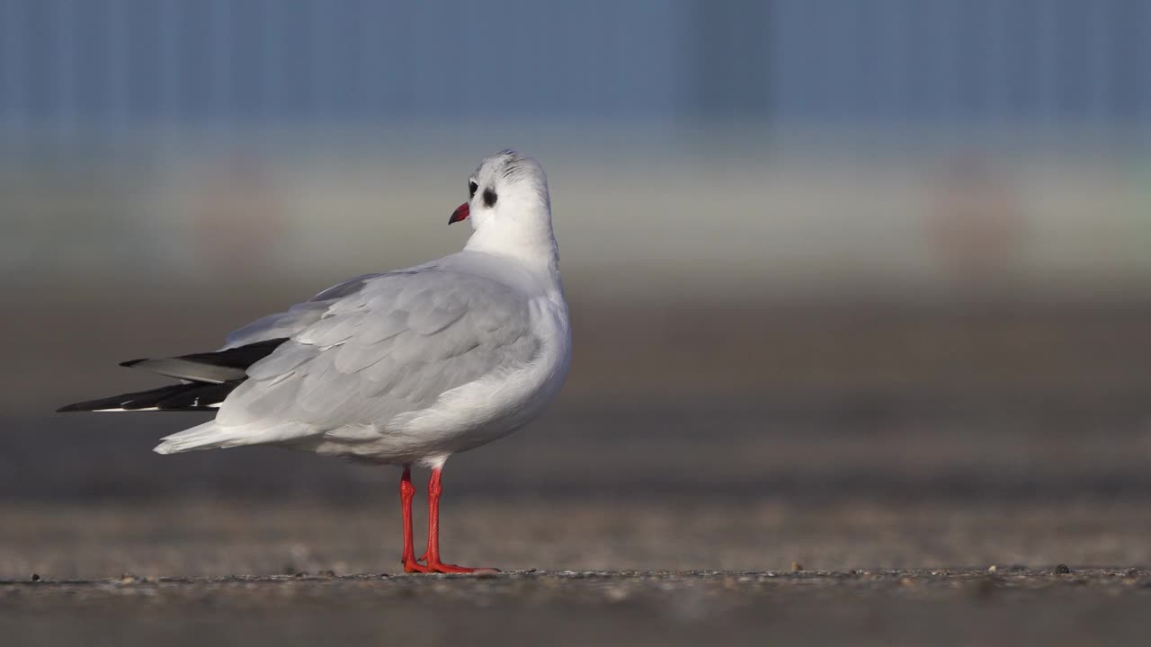 一只穿着冬季羽毛的黑头鸥(学名:Chroicocephalus ridibundus)正在给自己的羽毛抛光，背景是一只法国鸟，一辆黑色的汽车驶过视频下载