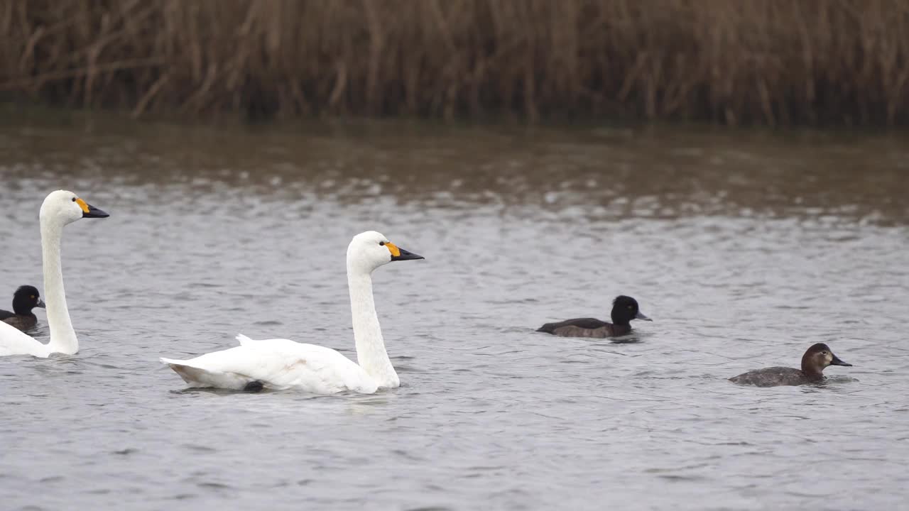 两只比威克天鹅或扬科夫斯基冻原天鹅(Cygnus columbianus bewickii或Olor columbianus bewickii)游过沟渠视频下载