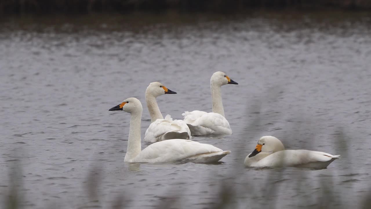 四只比威克天鹅或扬科夫斯基冻原天鹅(Cygnus columbianus bewickii或Olor columbianus bewickii)游过沟渠视频下载