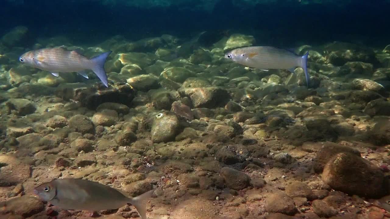 灰色鲻鱼系，学名为头鲻鱼，红海视频下载