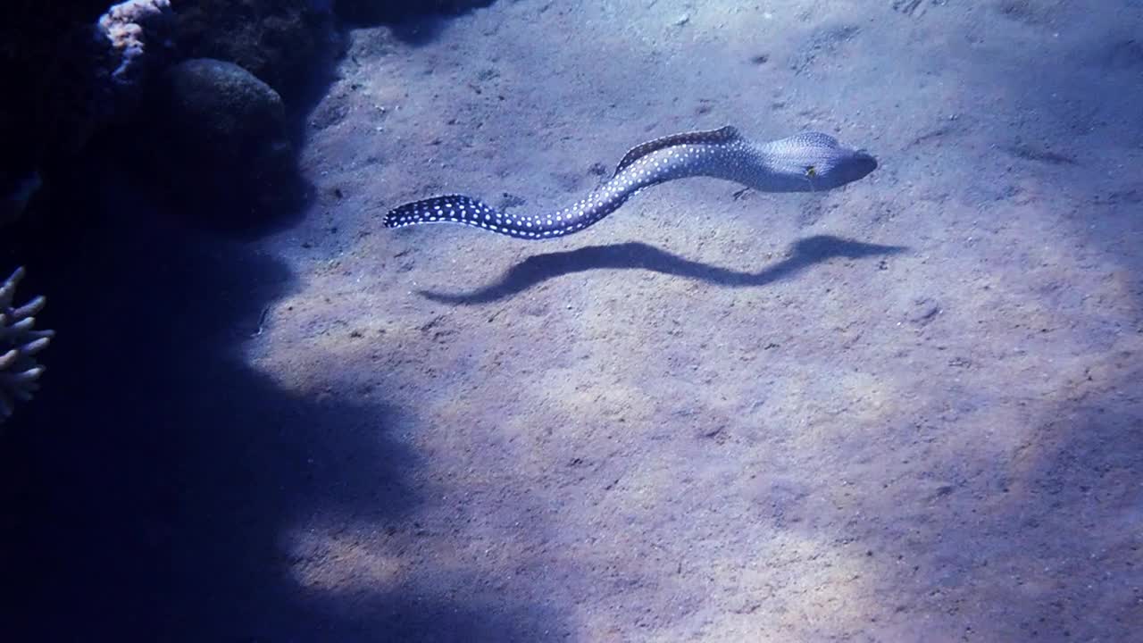 红海沙底附近的白色斑点海视频下载