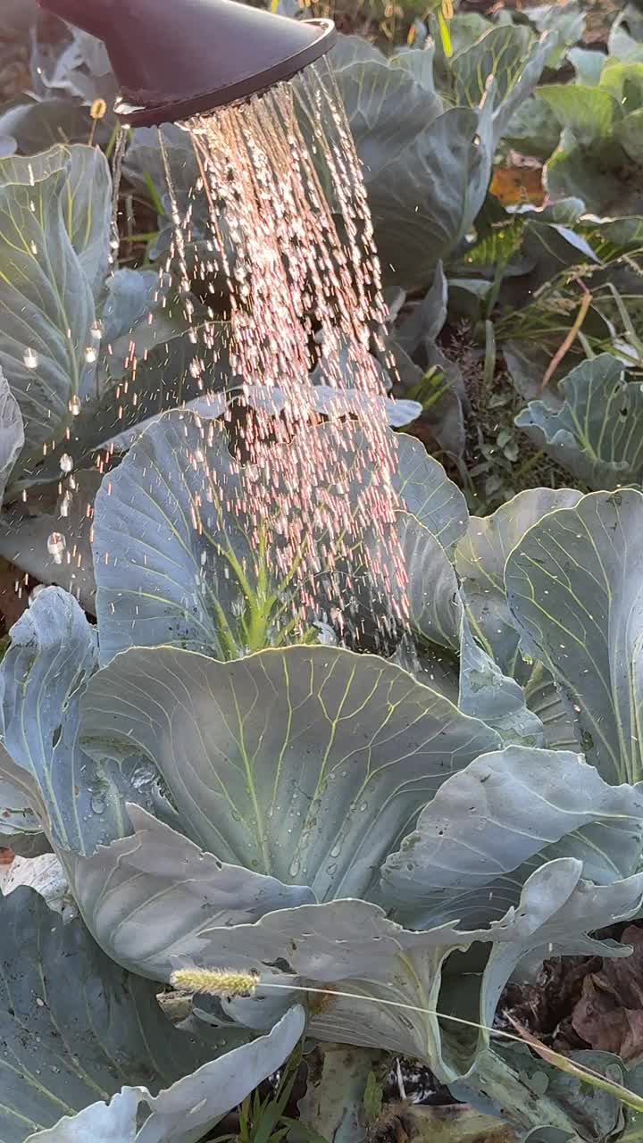 浇白菜，垂直视频。视频下载