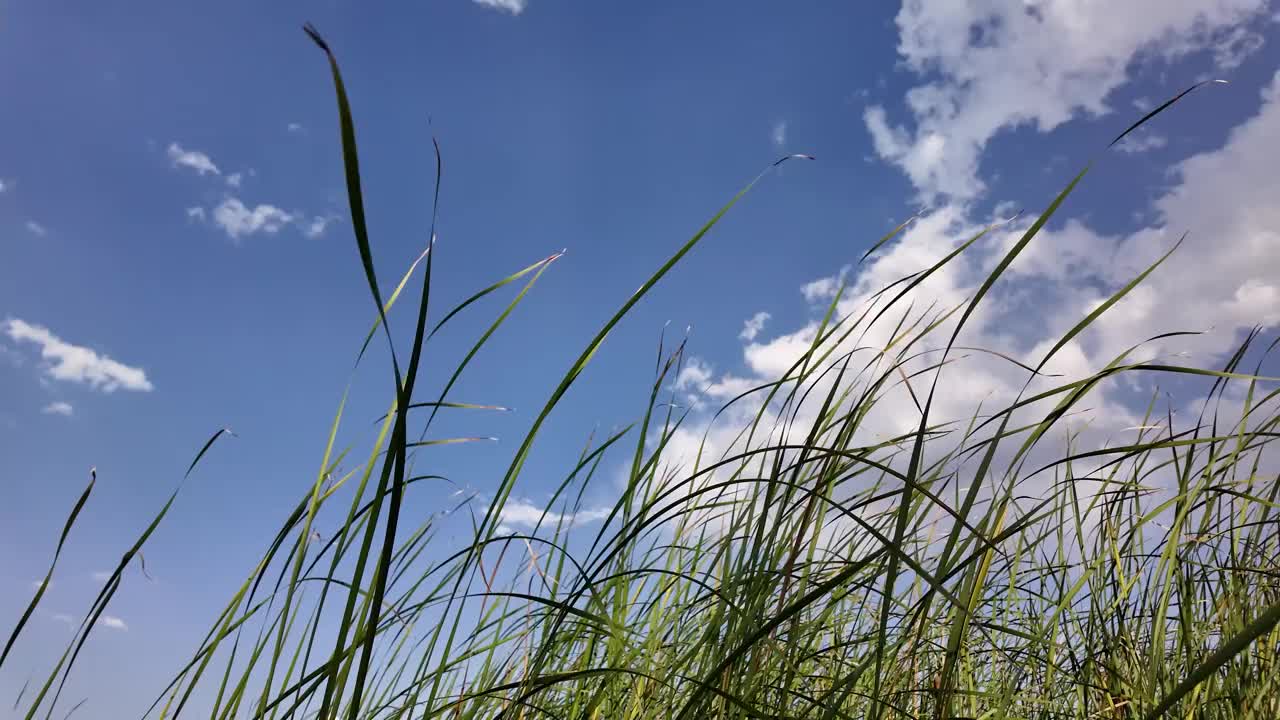 河芦苇和天空。一片高高的草地，天空湛蓝。景色宁静祥和视频下载