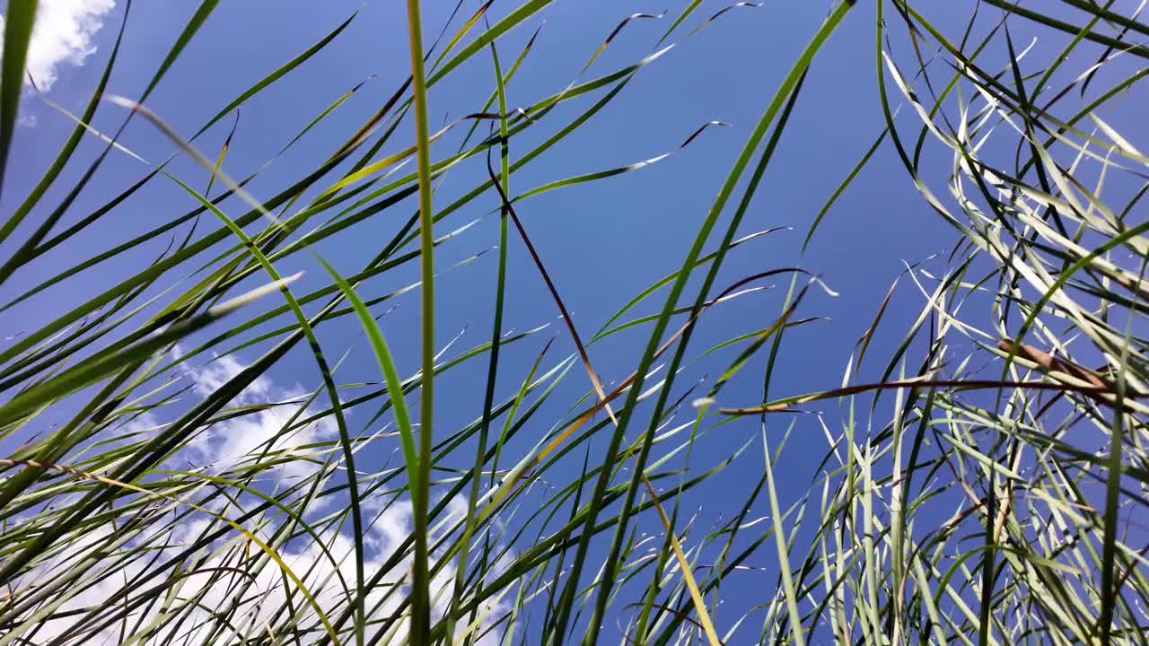 河芦苇和天空。一片高高的草地，天空湛蓝。景色宁静祥和视频素材