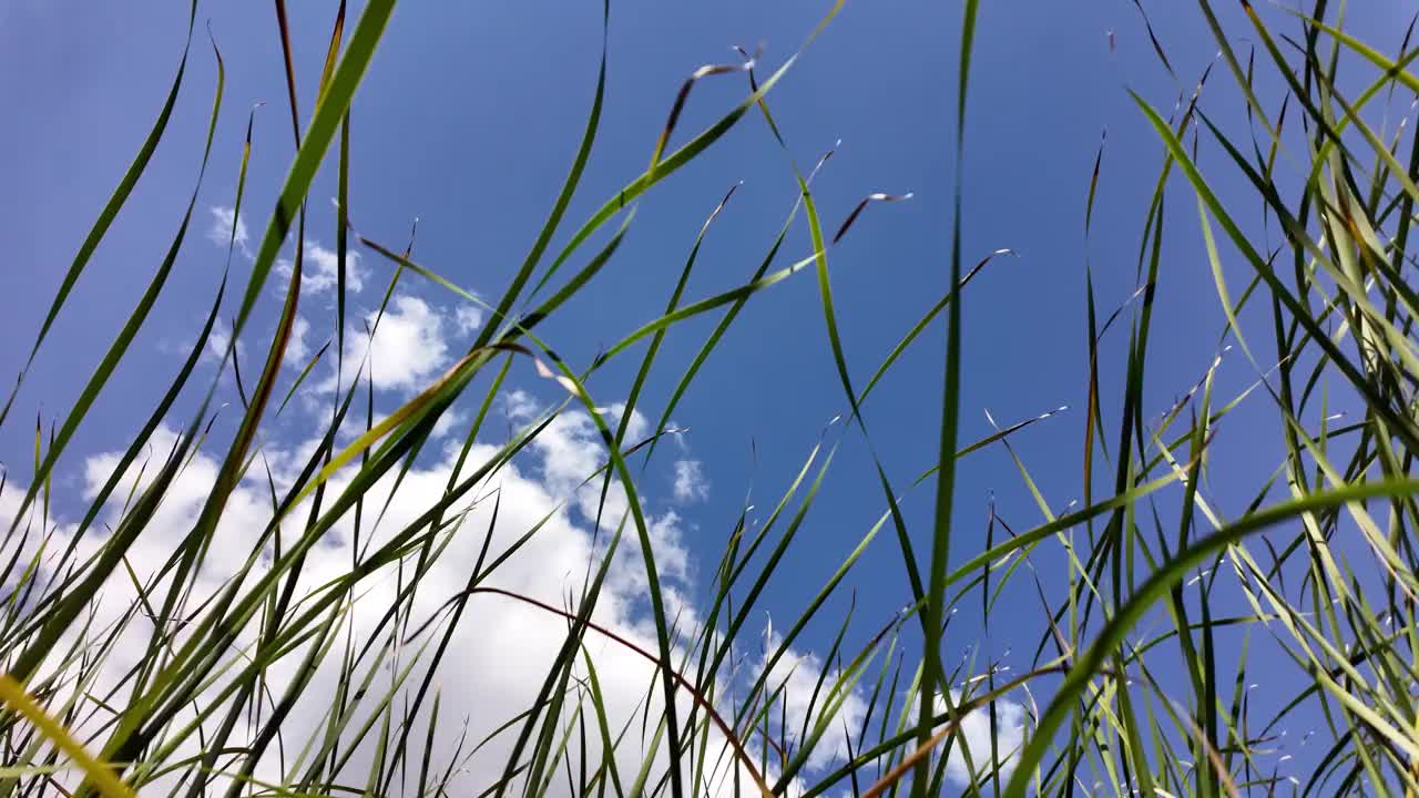 河芦苇和天空。一片高高的草地，天空湛蓝。景色宁静祥和视频素材