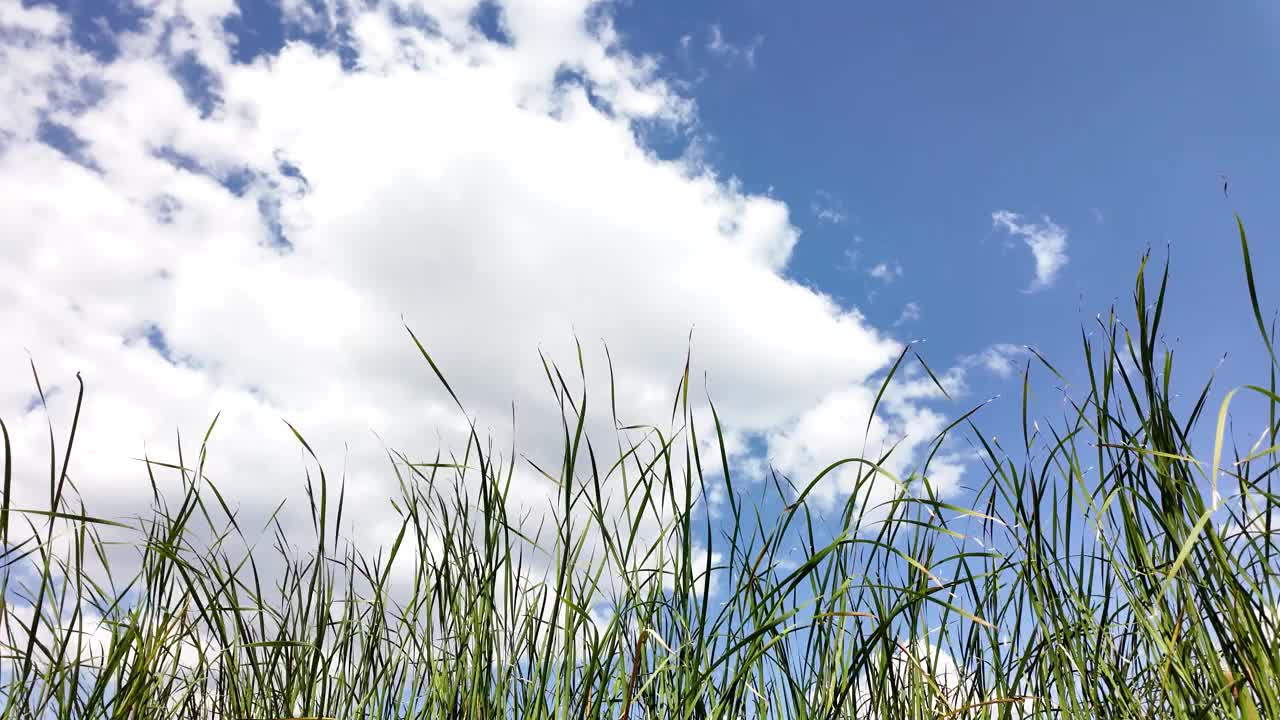 河芦苇和天空。一片高高的草地，天空湛蓝。场景是平和安详的时光流逝视频下载