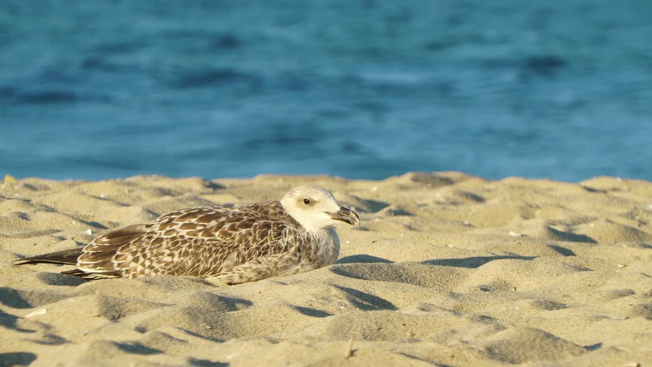 躺在沙滩上的年轻的黄腿海鸥(Larus michahellis)。黑海，保加利亚视频下载