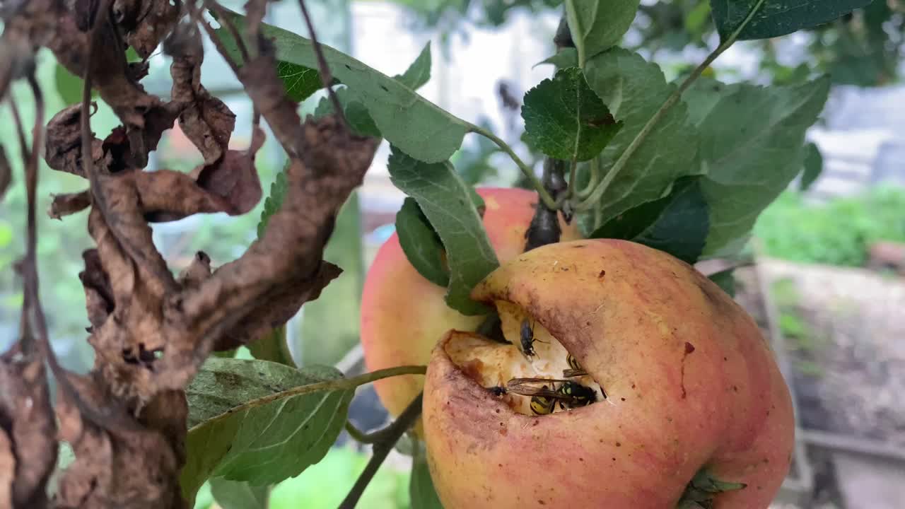 黄蜂和苍蝇发现苹果还挂在树上。吃，腐烂的水果，蜜蜂。视频素材