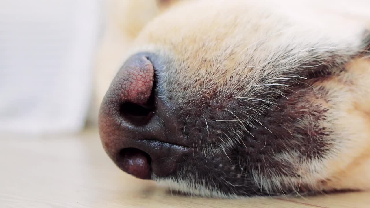 在舒适的室内环境中，一只金毛猎犬的鼻子平静地休息着，散发着宁静和舒适的气息，突出了它迷人的特征视频素材