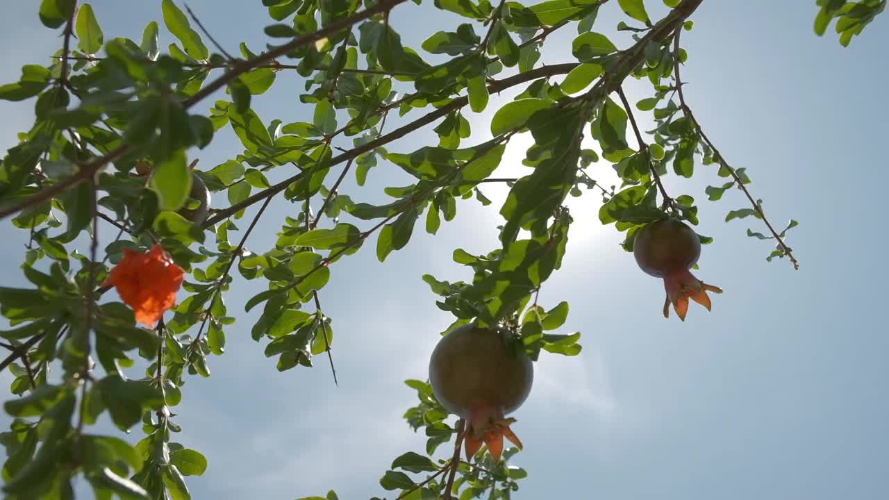 夏日里的石榴兰花视频下载