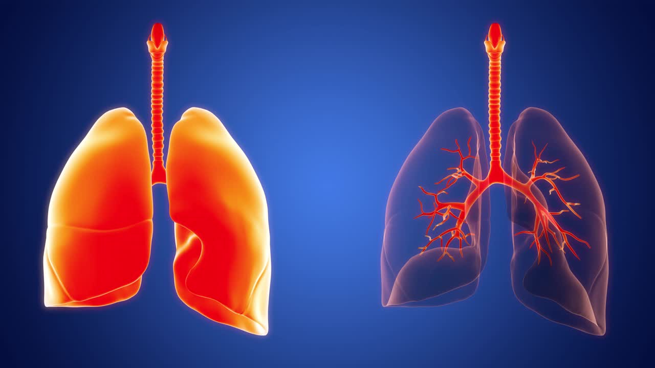 人体呼吸系统肺解剖动画概念视频下载