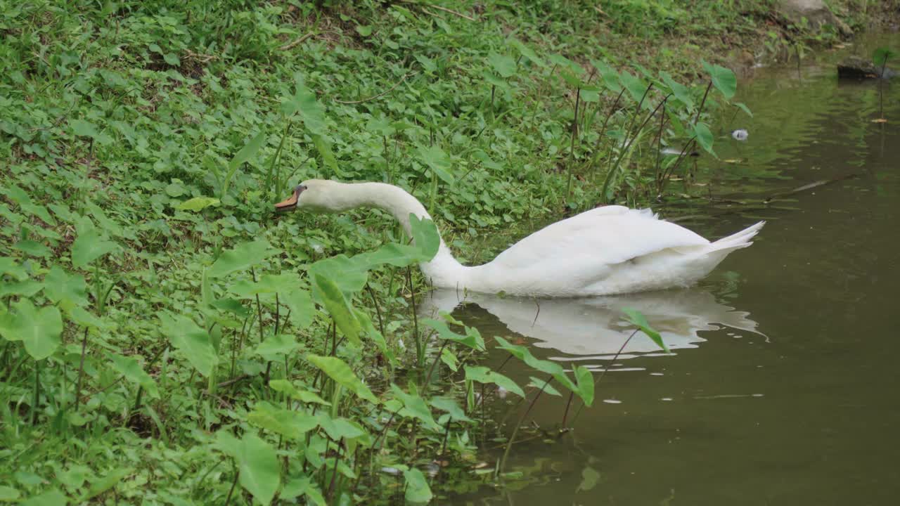 天鹅在水池里寻找食物视频素材