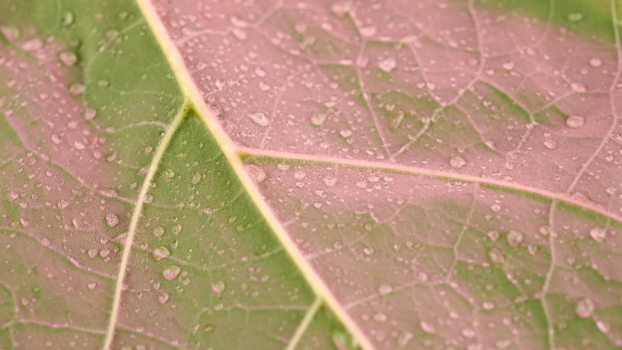 暖紫色灯光下，轮作植物的小水滴特写。背景纹理的选择焦点绿叶结构宏。叶脉泛动。自然概念视频下载