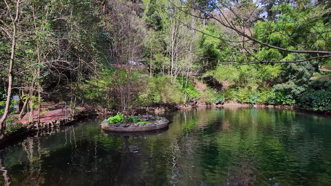 小湖，Lago Pequeno在古森林的Bussaco国家森林，在卢索，阿威罗在葡萄牙视频素材