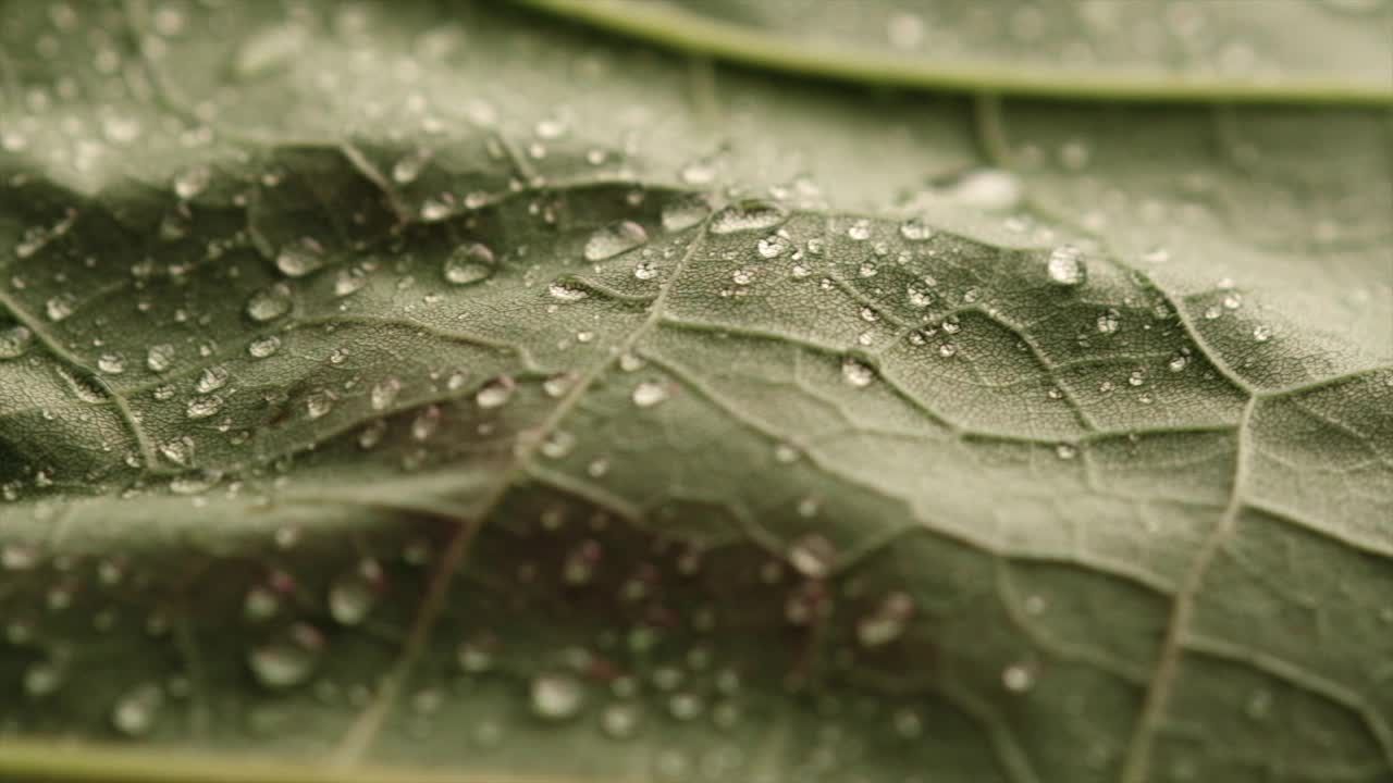 用小水滴近距离拍摄轮作植物。背景纹理的选择焦点绿叶结构宏。叶脉泛动。自然概念视频素材