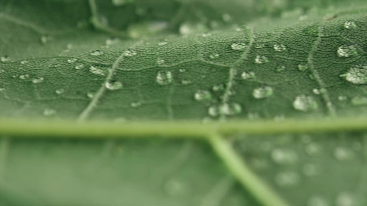 选择焦点旋转绿叶植物或树木与水滴。美丽的叶子在宏观背景。植物学、天然成分、植被概念视频下载