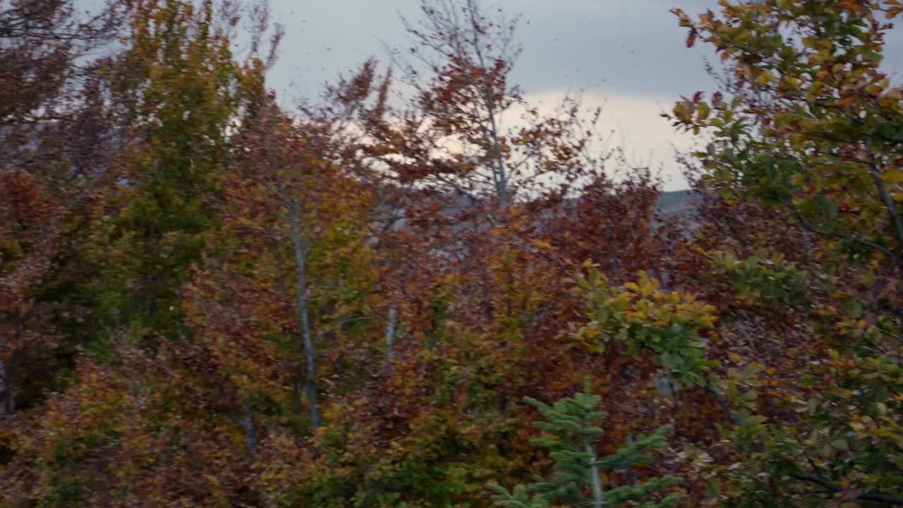 风吹秋景，树木失去了生机勃勃的叶子视频素材