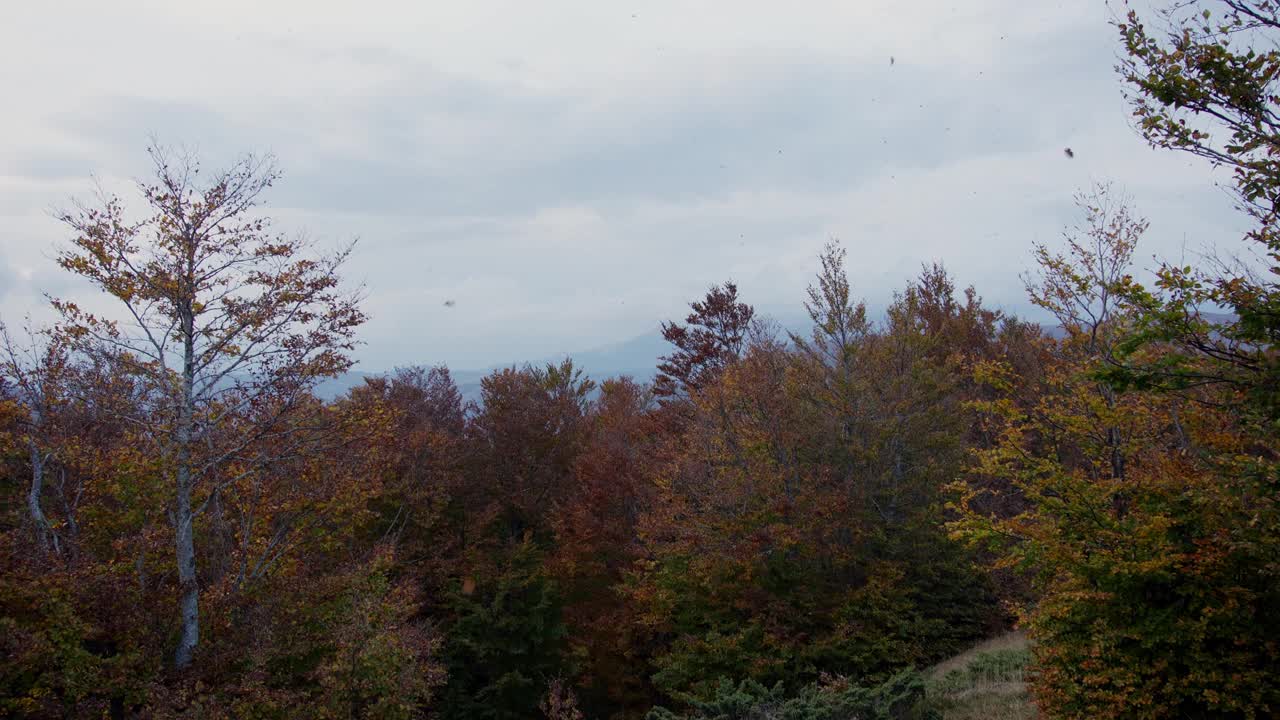 秋天的风景突出了一棵高大的树，它的叶子充满活力视频下载