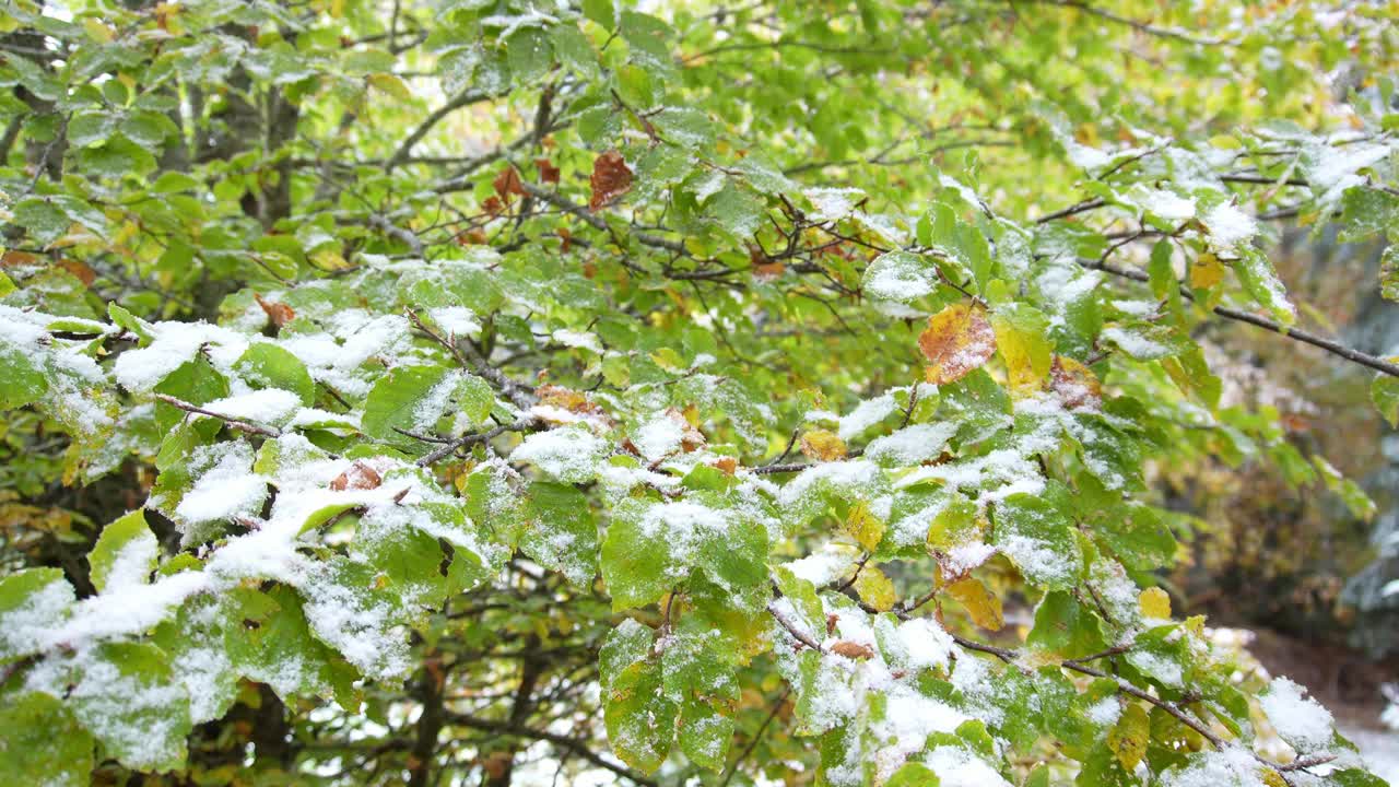 白雪覆盖的秋叶。视频下载