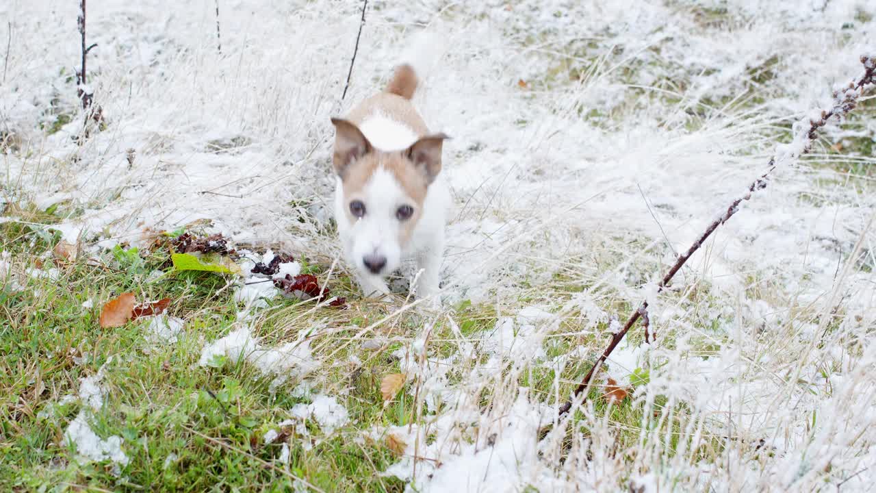 狗享受第一场雪。视频下载