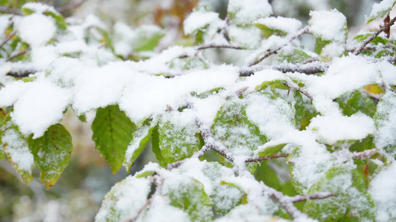 秋天，白雪覆盖的树叶。视频下载