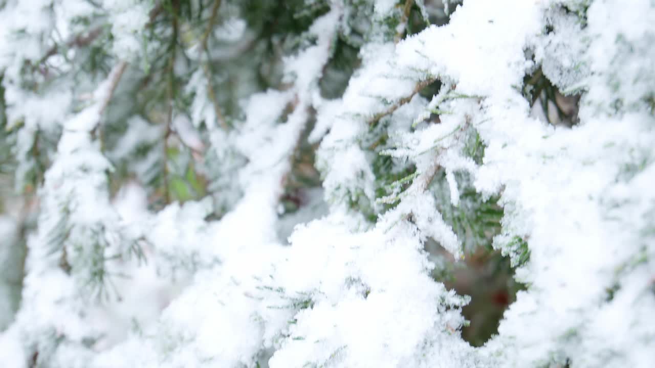 冬天的景象，被雪覆盖的冷杉树枝。视频下载