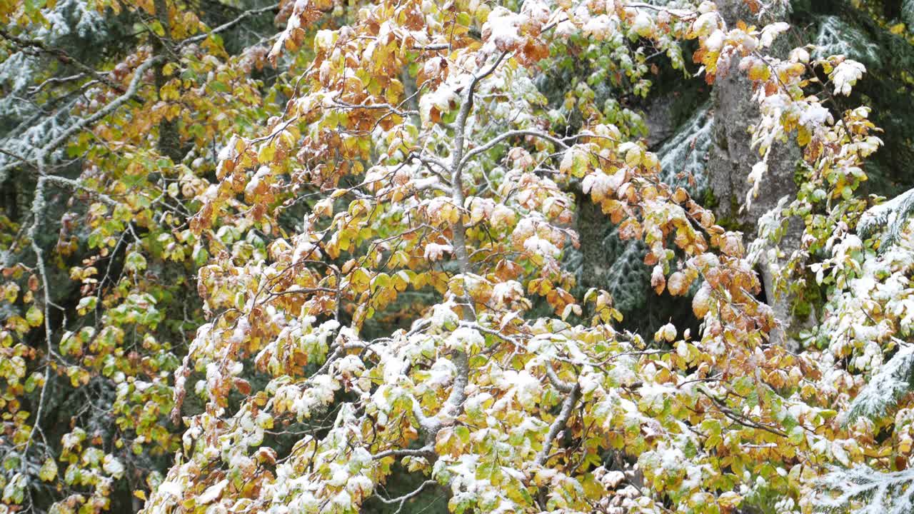 多叶的灌木覆盖着小雪，四周是松树。视频素材