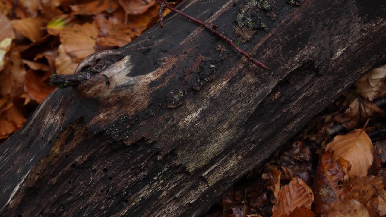 树结上的苔藓生长视频素材