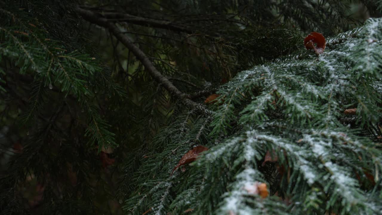 针叶树上的初雪视频下载