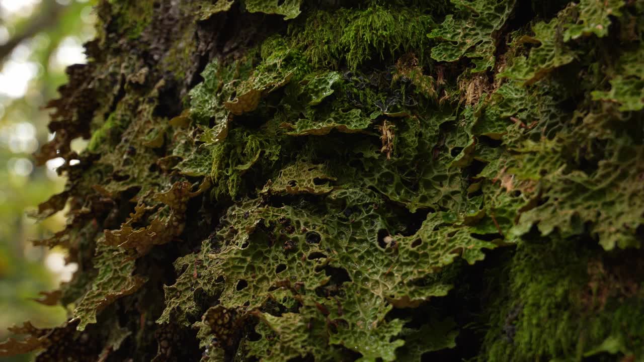 苔藓覆盖的树干视频下载