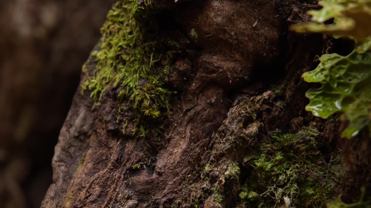 苔藓覆盖的树干视频下载