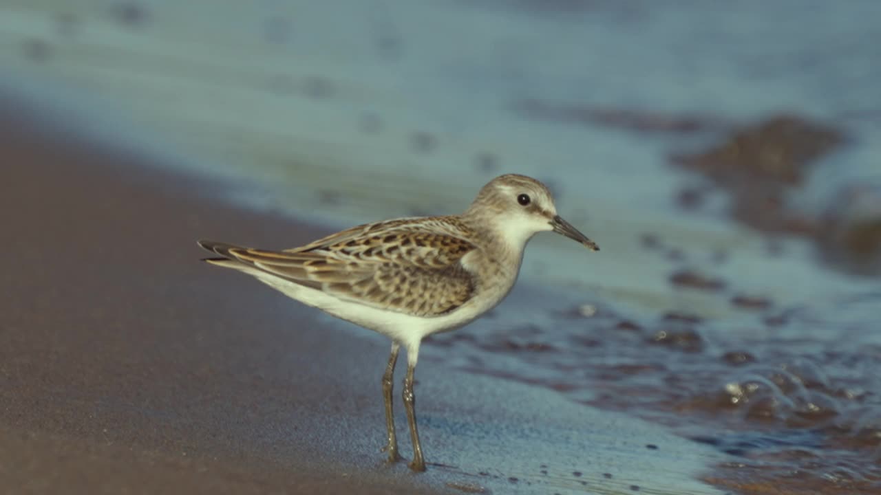 鸟——半翅矶鹬(Calidris pusilla)在一个阳光明媚的夏日早晨沿着沙滩漫步。视频素材