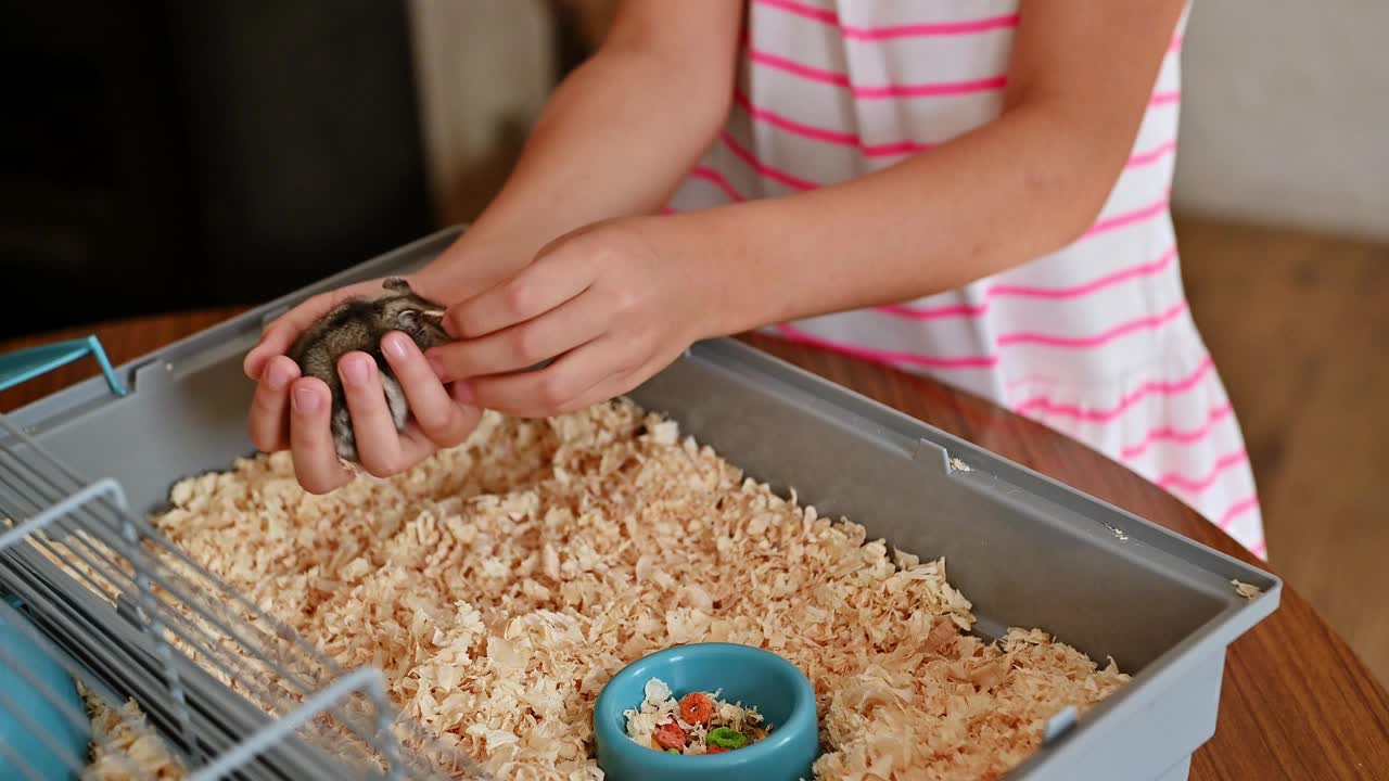 孩子轻轻地把一只小仓鼠抱在笼子上，在家庭环境中表现出对心爱的家庭宠物的温柔和关心视频素材