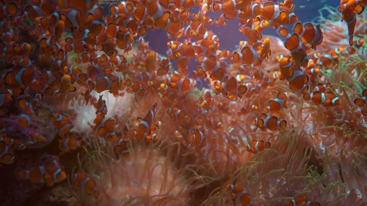 鱼群在水族馆或在自然海洋或海洋水下4k镜头视频下载