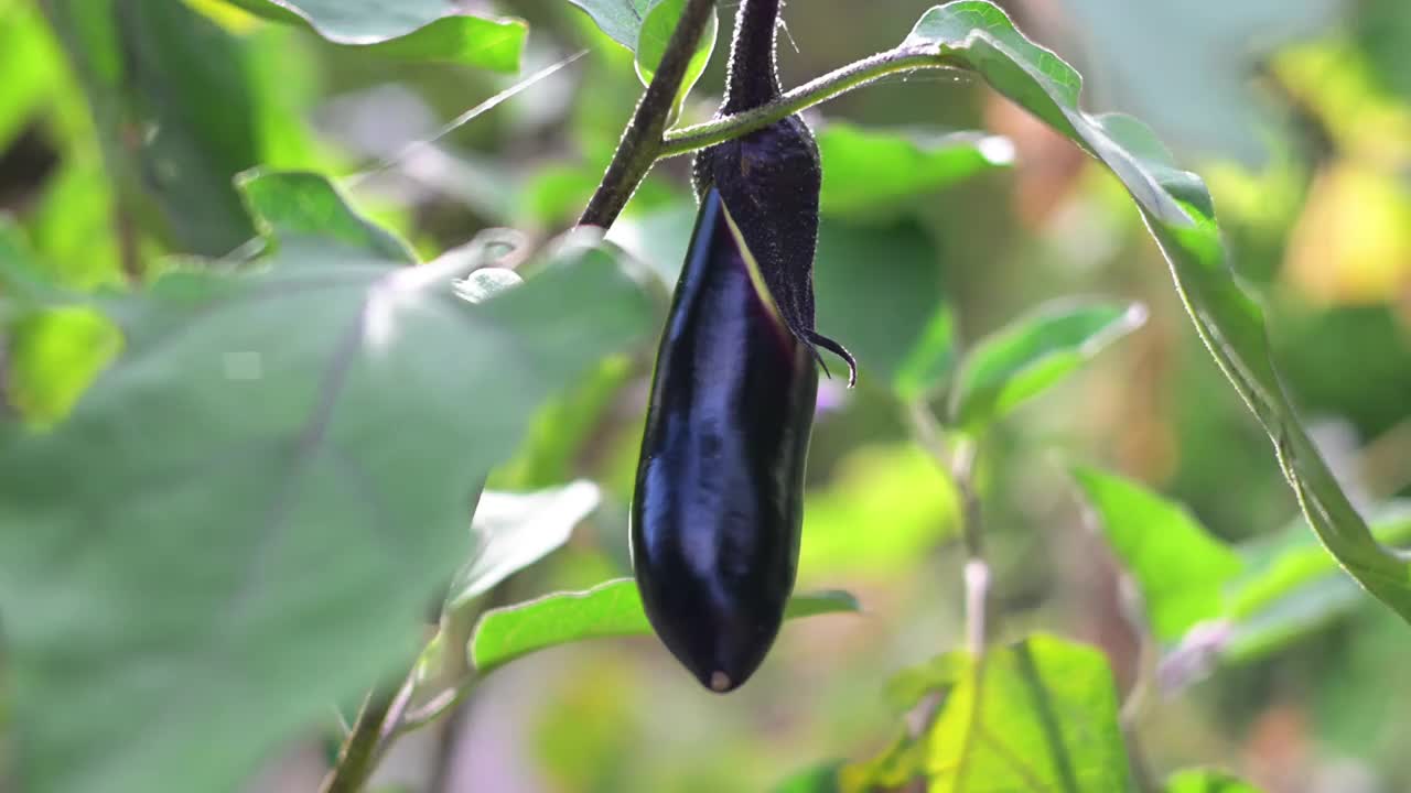 果实累累，茄子菜可爱又美味视频下载