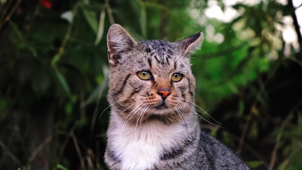 灰色可爱的猫坐在户外绿色自然背景的特写。悲伤的情绪。抑郁的流浪宠物四处张望。缓慢的运动。帮助无家可归的动物的概念。环顾四周视频素材