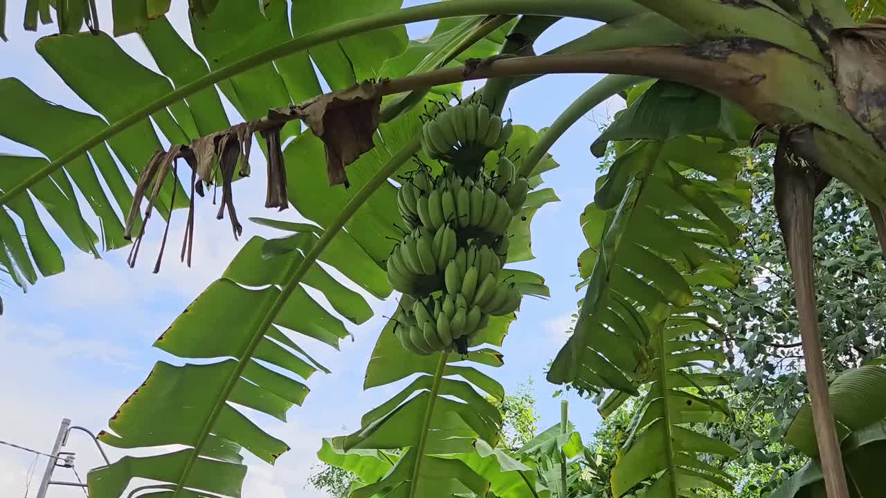 阳光明媚的早晨，在越南湄公河三角洲的花园里，香蕉串在树上。视频下载