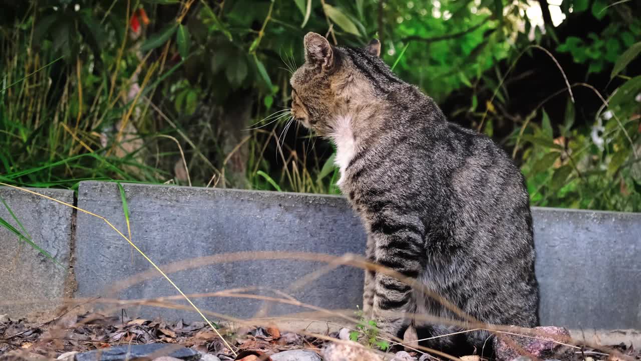 灰色的可爱的喂养良好的猫舔他的皮毛坐在户外的绿色自然背景特写。流浪宠物四处张望。缓慢的运动。帮助无家可归的动物的概念。高画质4K视频素材