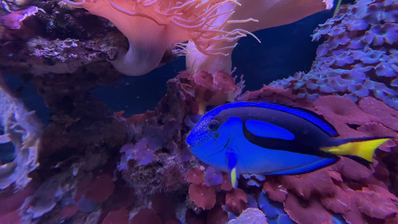 海边水族馆有蓝唐鱼视频下载