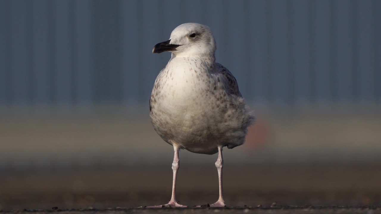 一只里海海鸥(Larus cachinans)在它第一年的冬天看着你视频下载